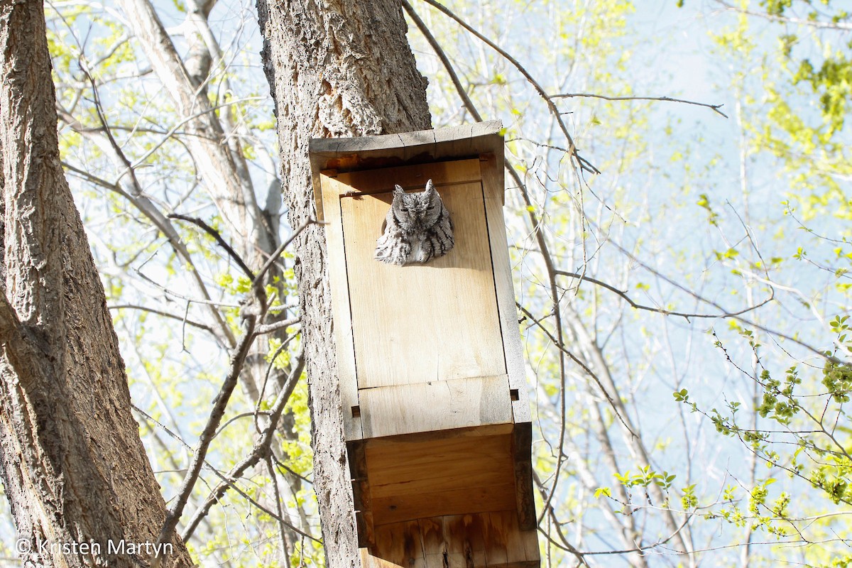 Western Screech-Owl - ML509370991