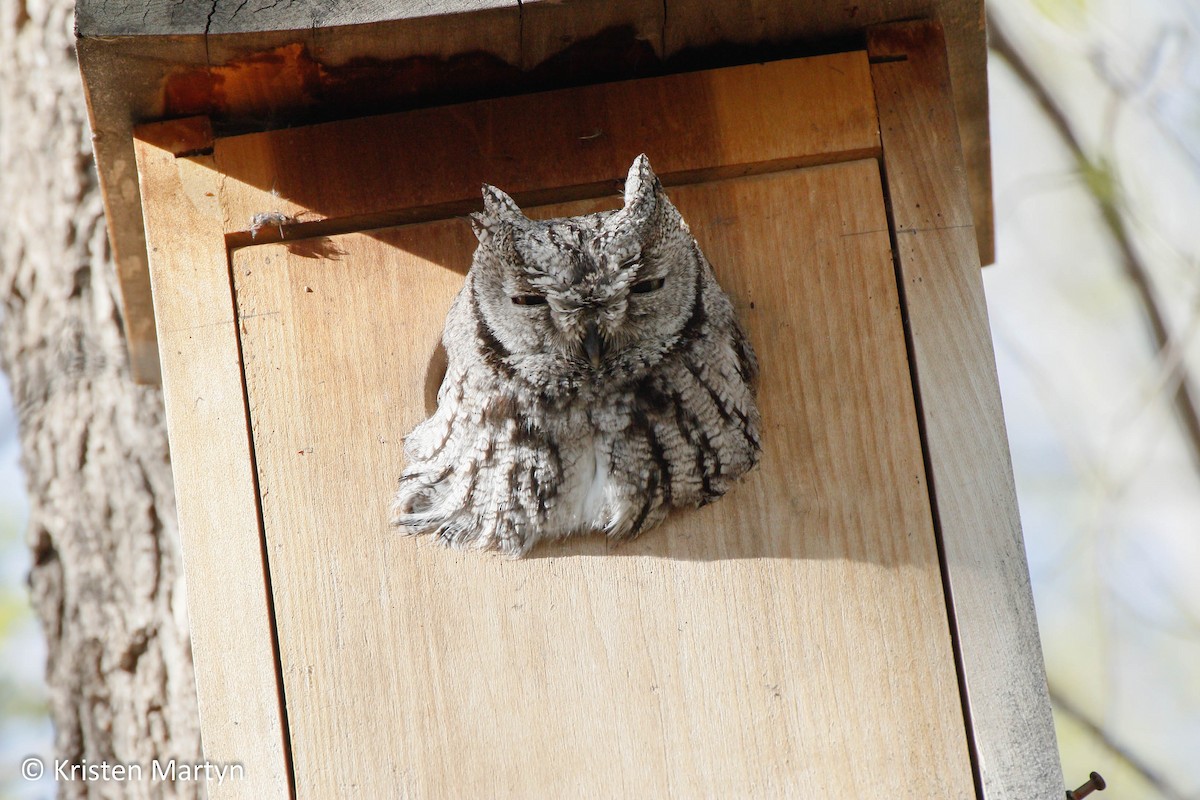 Western Screech-Owl - ML509371001