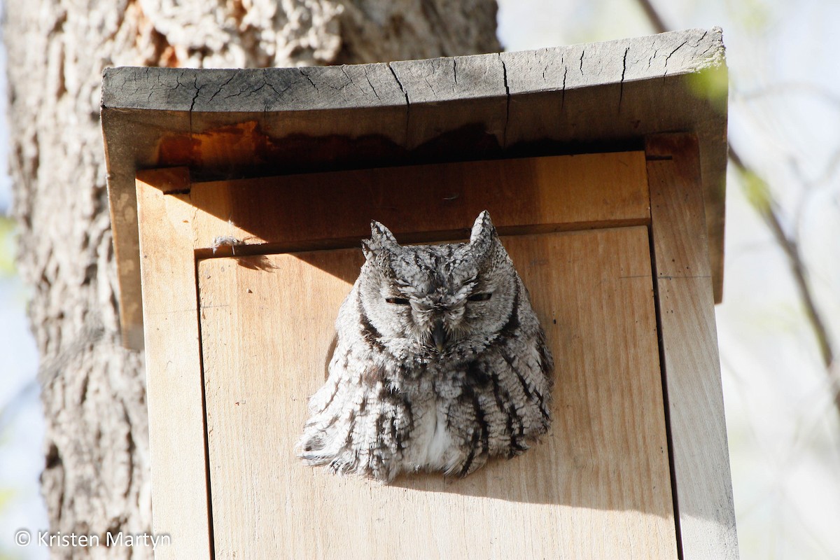 Western Screech-Owl - ML509371011