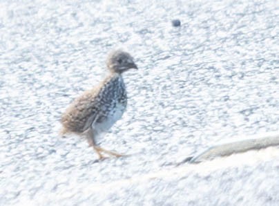 Red-backed Buttonquail - ML509373031