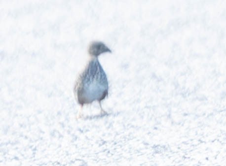 Red-backed Buttonquail - ML509373041