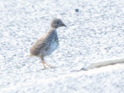 Red-backed Buttonquail - ML509373051