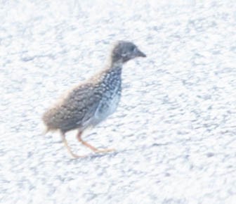 Red-backed Buttonquail - ML509373061