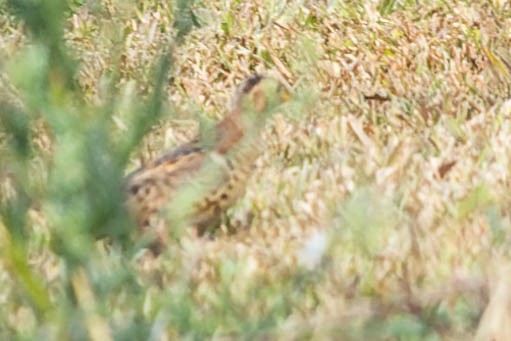 Red-backed Buttonquail - ML509373081
