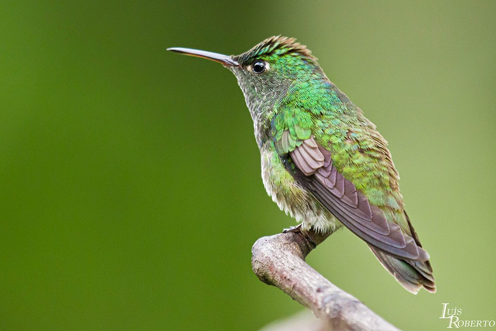 kolibřík pestrý [skupina versicolor] - ML509373241