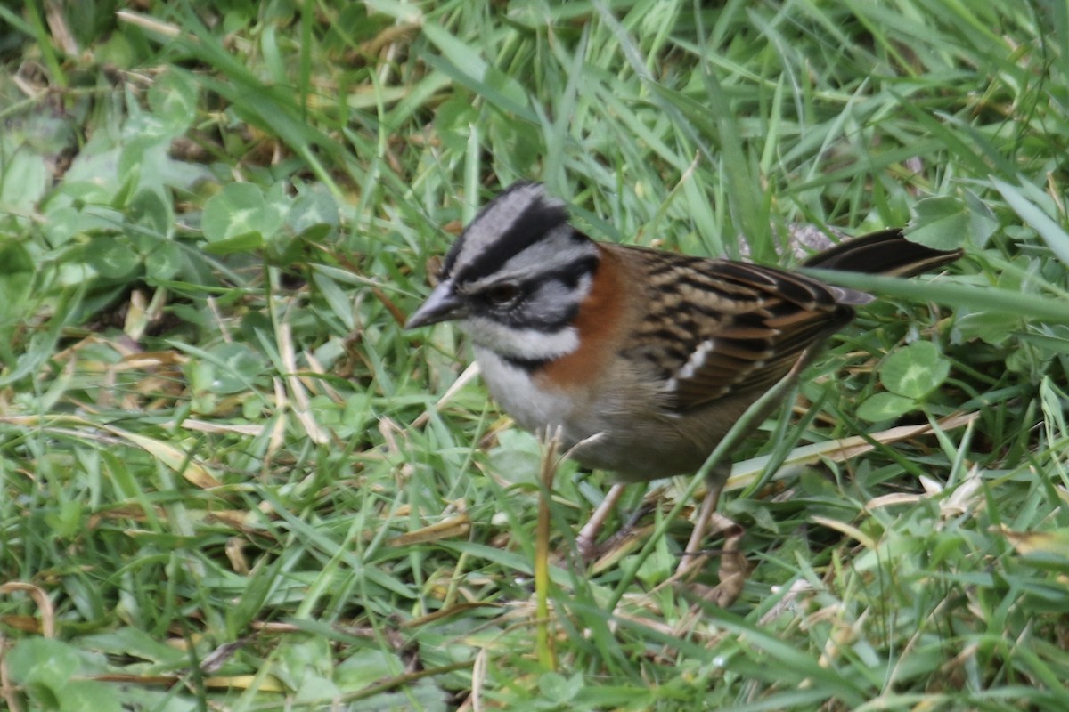 Rufous-collared Sparrow - ML509373261