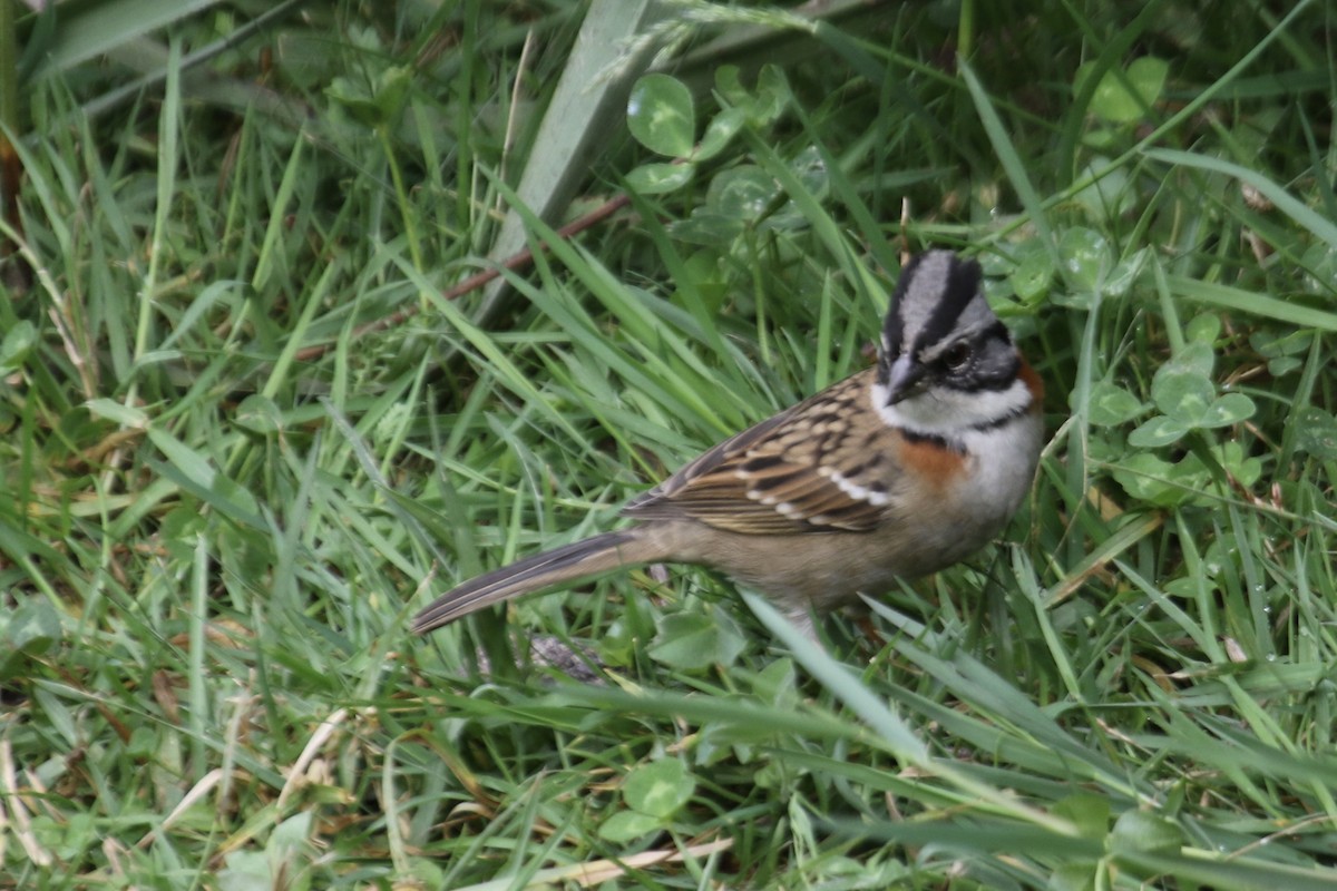 Rufous-collared Sparrow - ML509373281