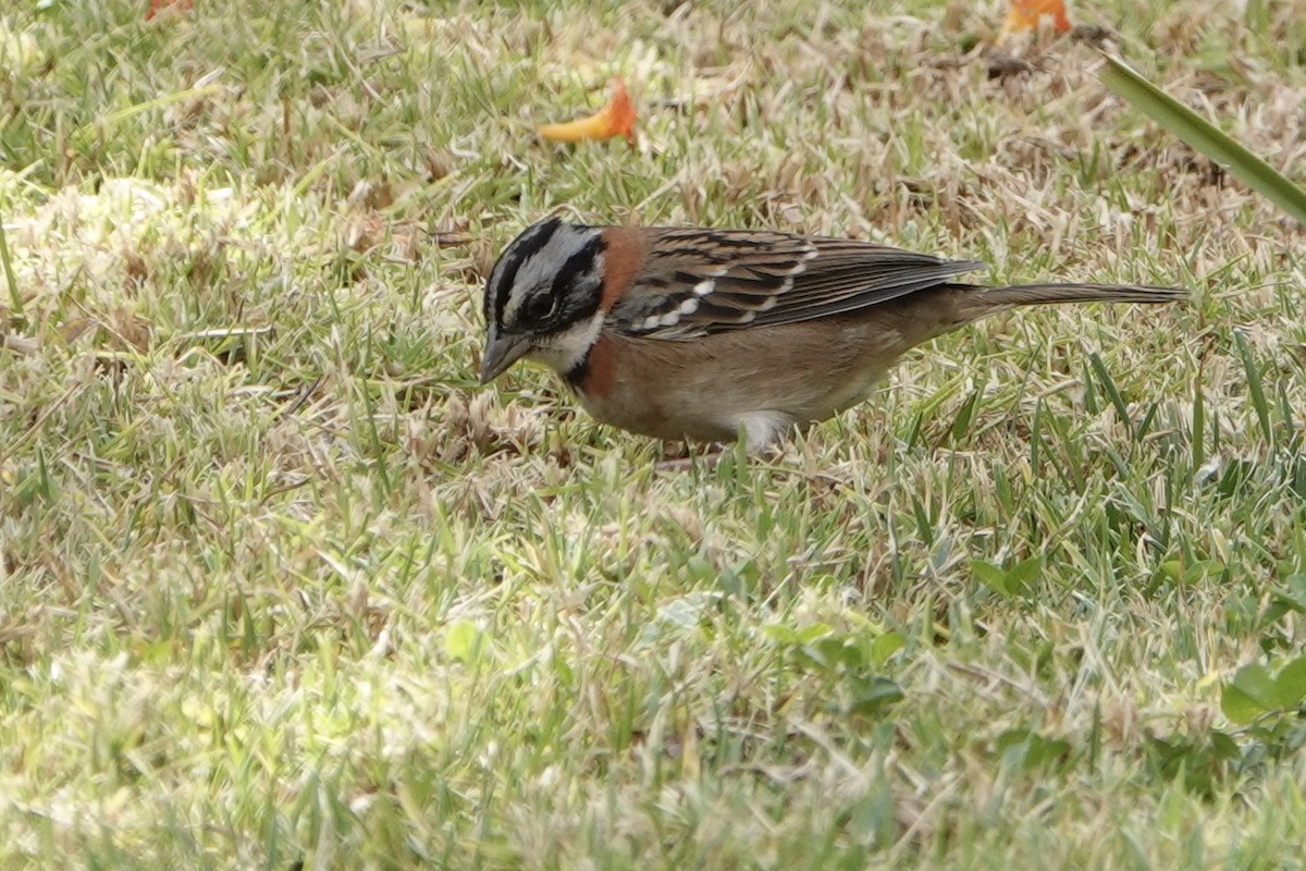 Rufous-collared Sparrow - ML509373891