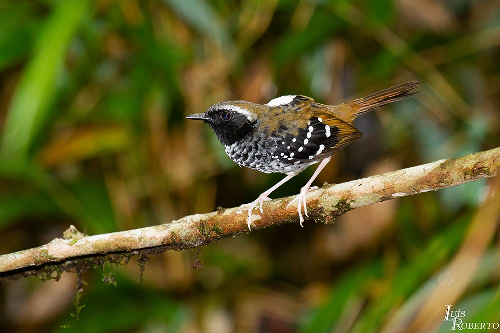 Squamate Antbird - ML509374201