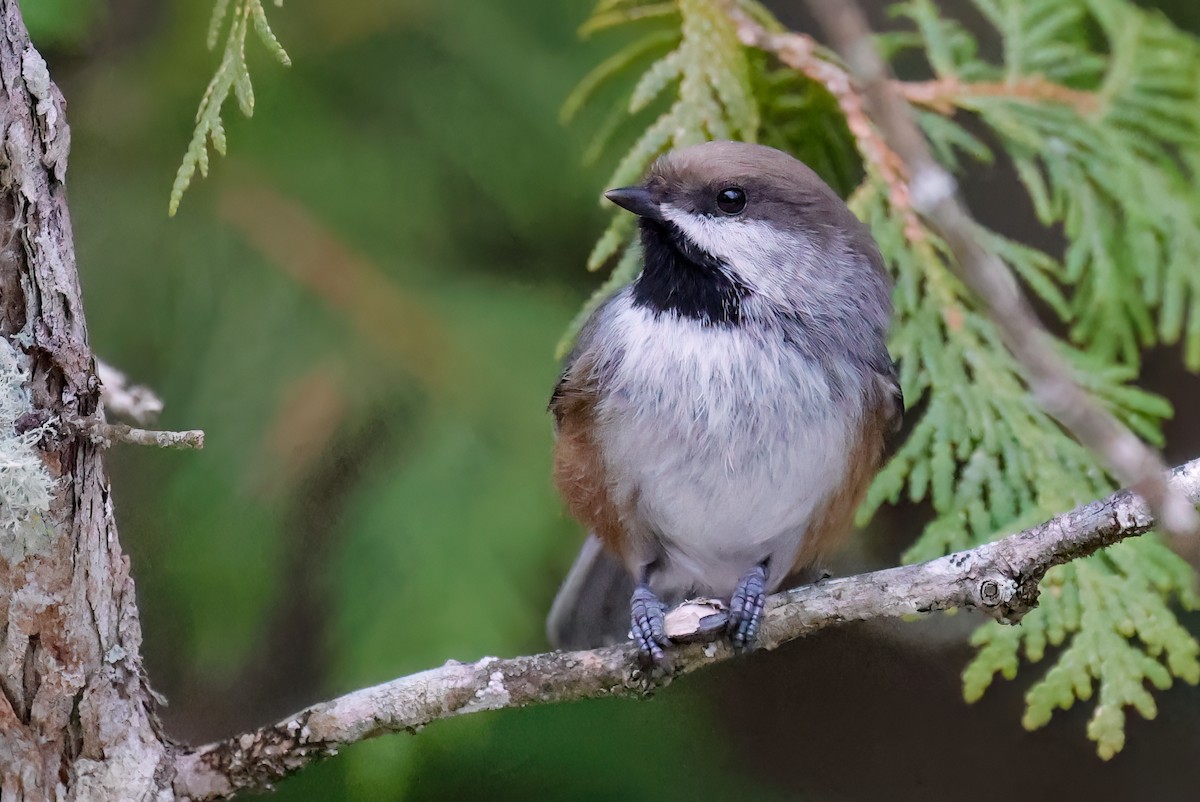 Boreal Chickadee - ML509375101