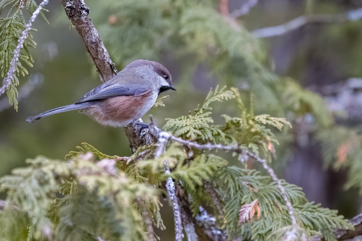 Boreal Chickadee - ML509375111