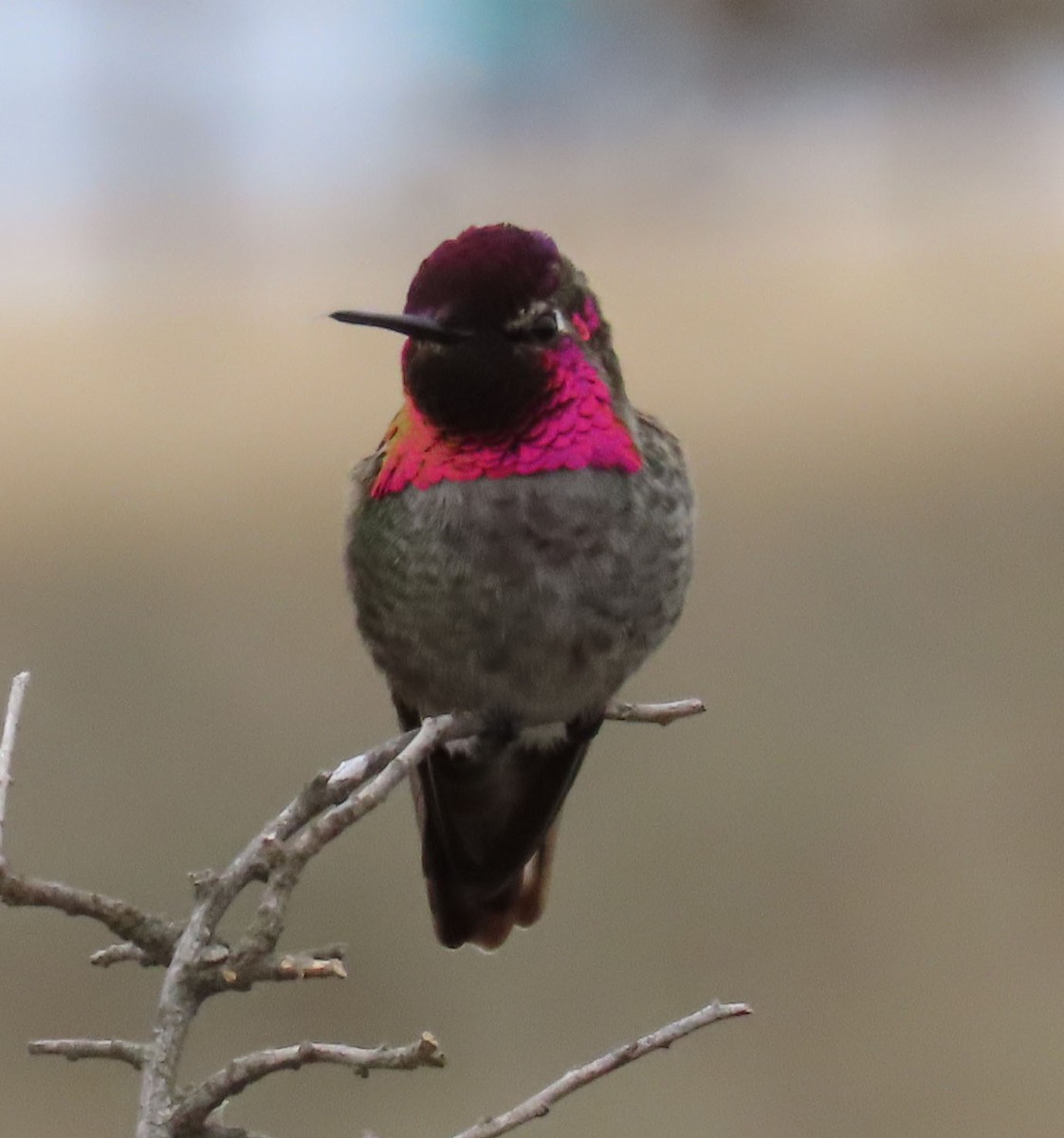 Anna's Hummingbird - ML509376611