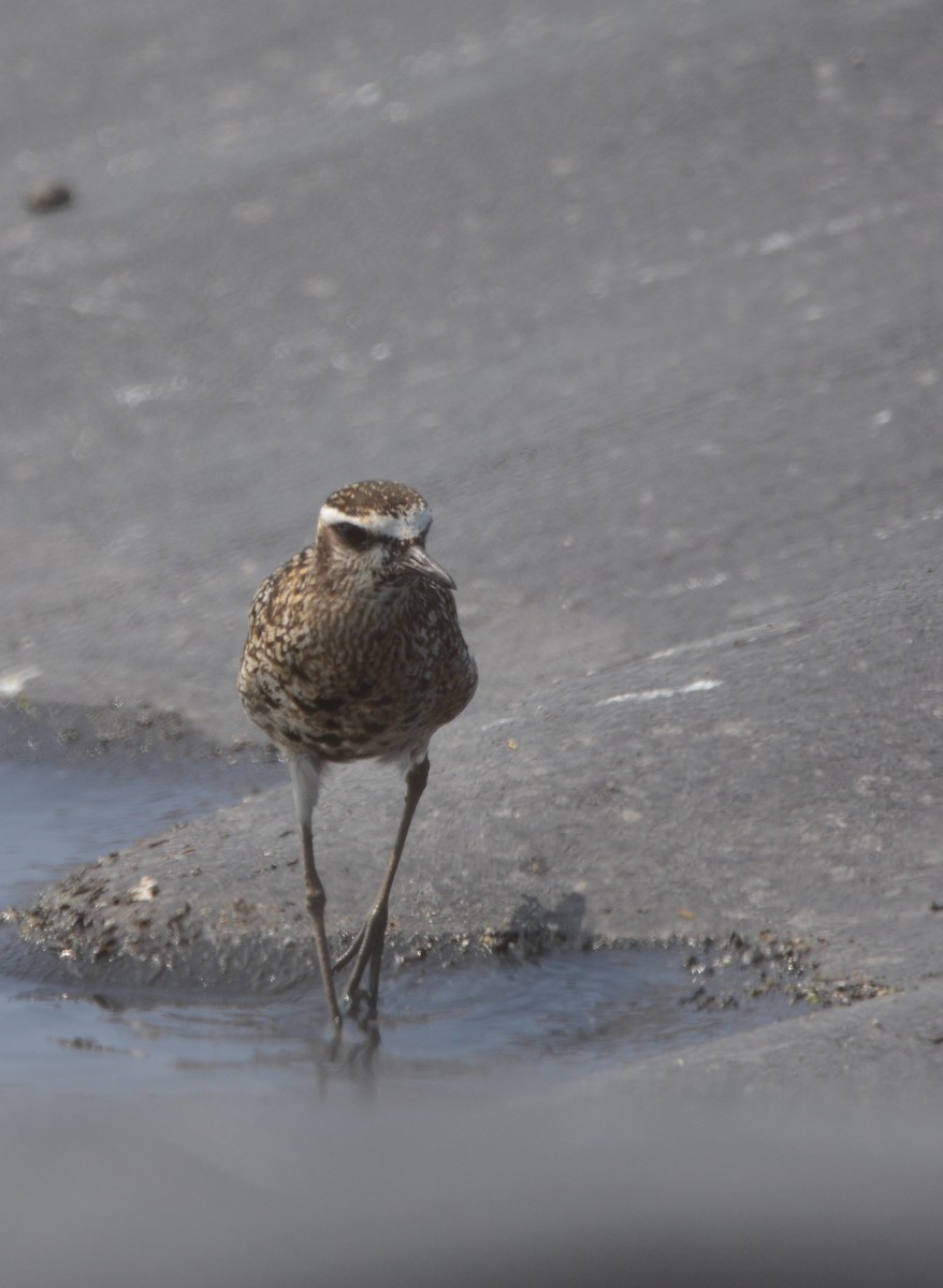 Pacific Golden-Plover - Andy Bankert