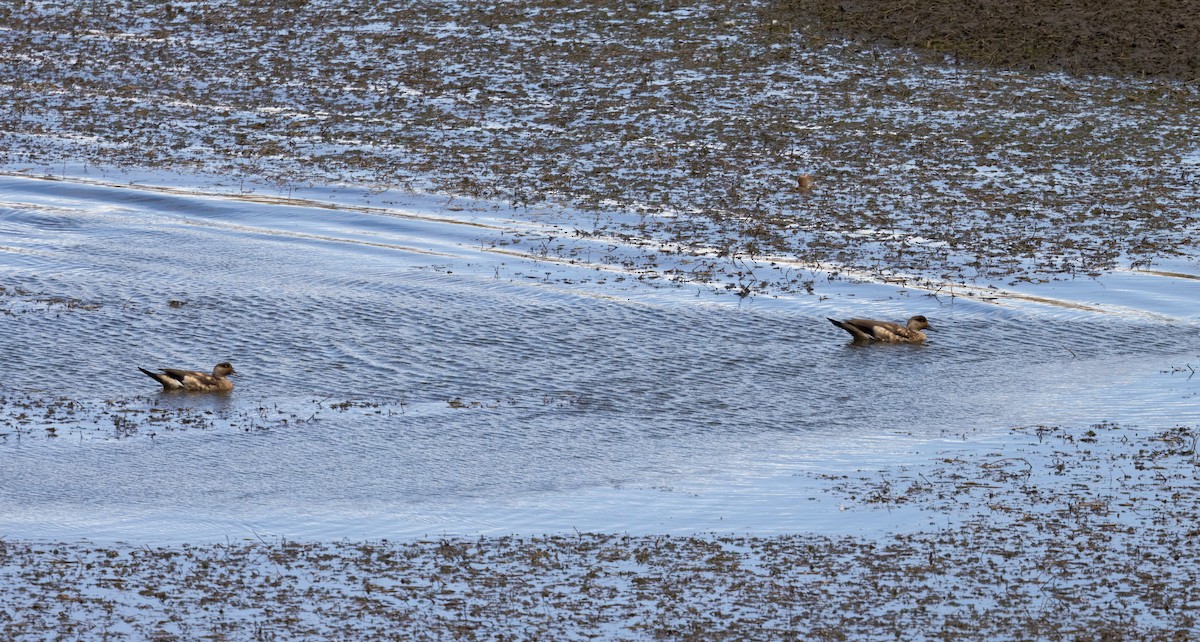 Crested Duck - ML509380581