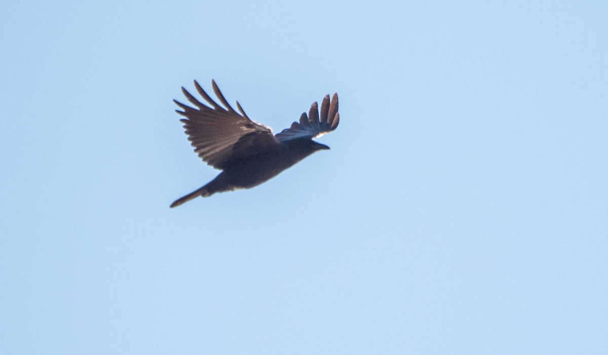 アメリカガラス - ML509381261