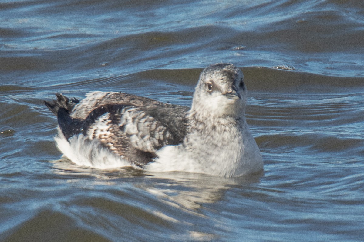 Black Guillemot - ML509382051