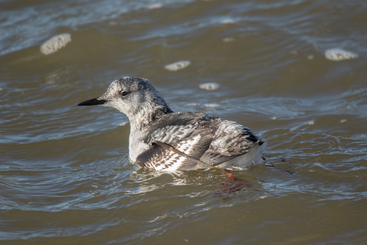 Black Guillemot - ML509382061
