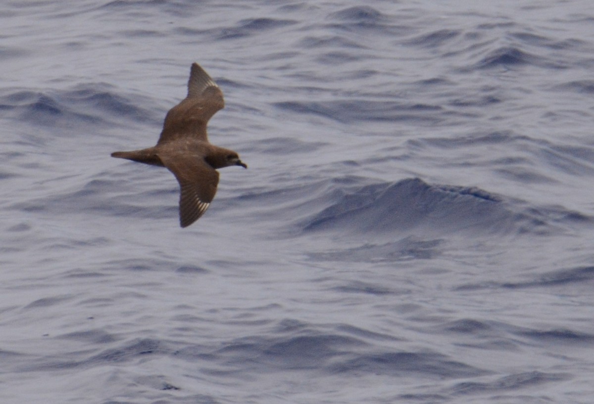 Petrel de las Kermadec - ML509383261