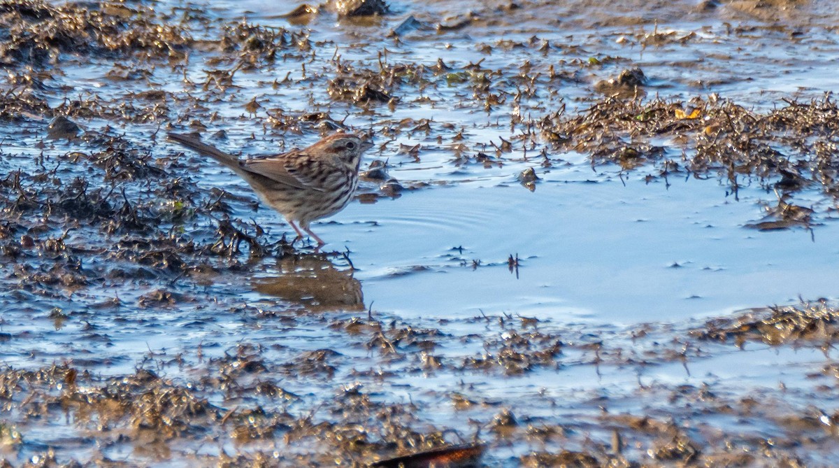 Song Sparrow - ML509383341