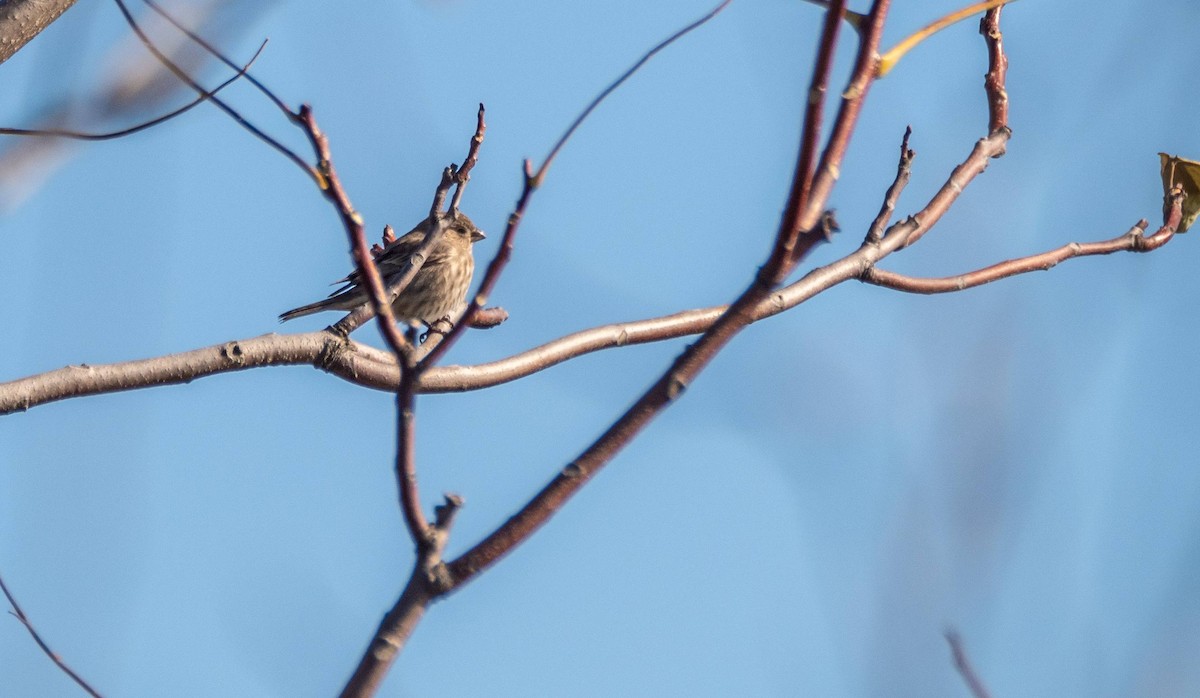 House Finch - ML509383601