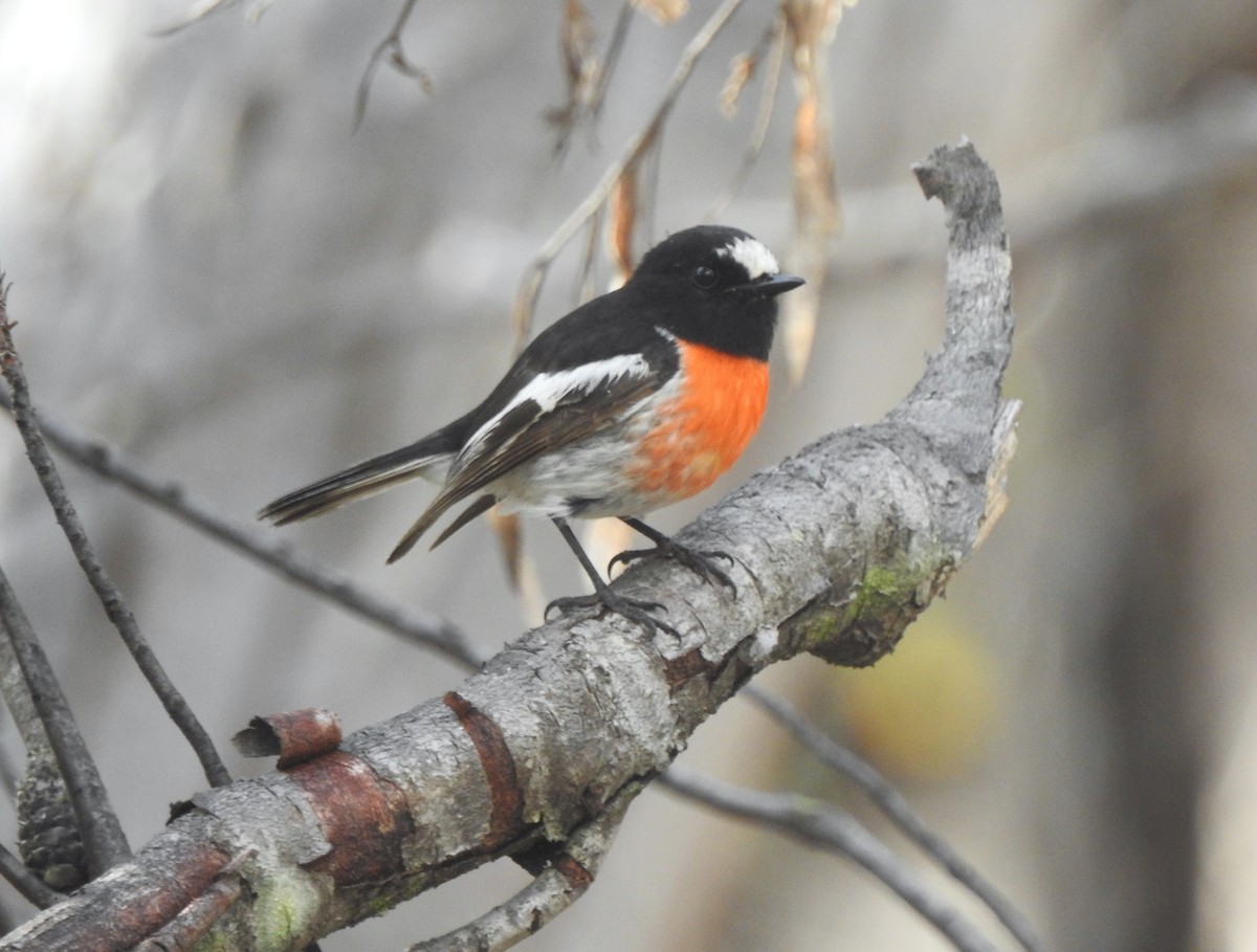 Scarlet Robin - ML509383981
