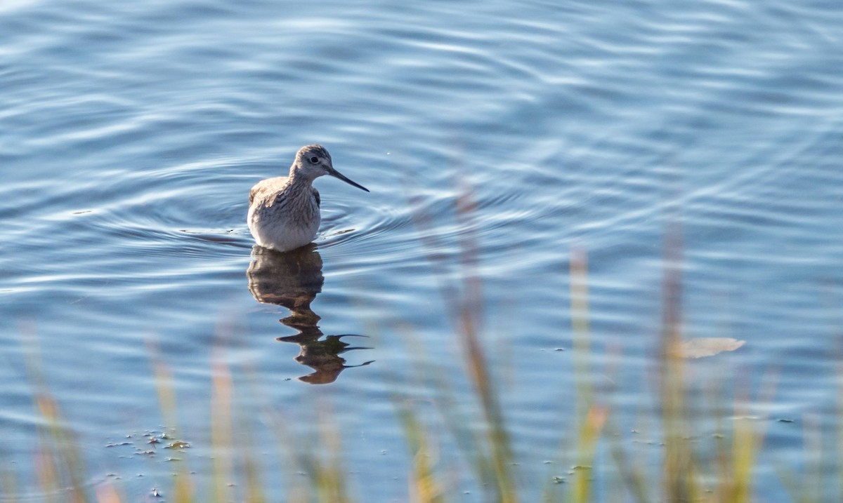 Greater Yellowlegs - ML509384491