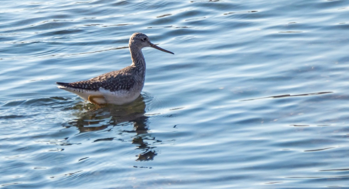 Greater Yellowlegs - Matt M.