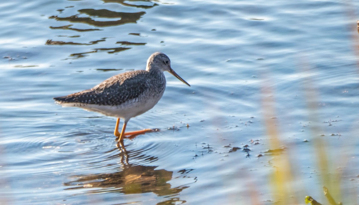 Greater Yellowlegs - Matt M.