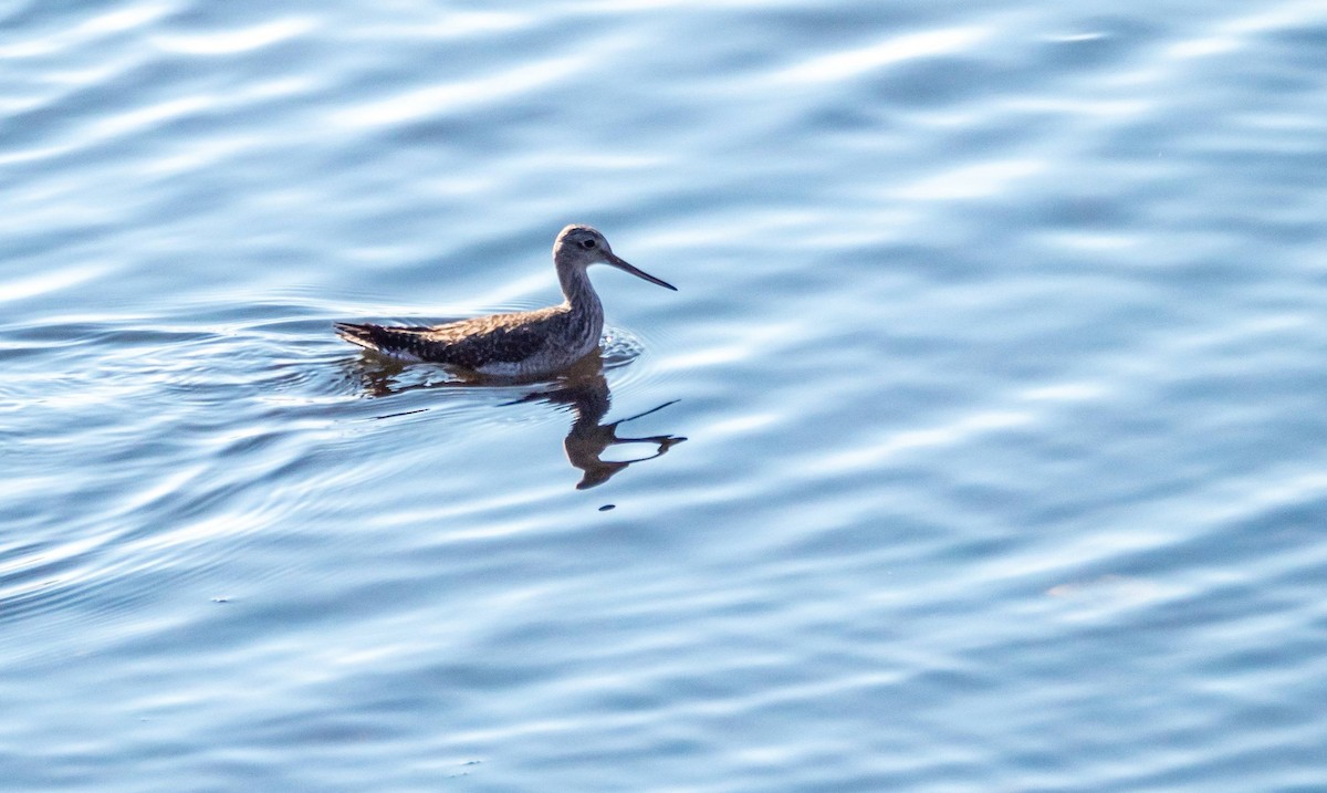 Greater Yellowlegs - Matt M.