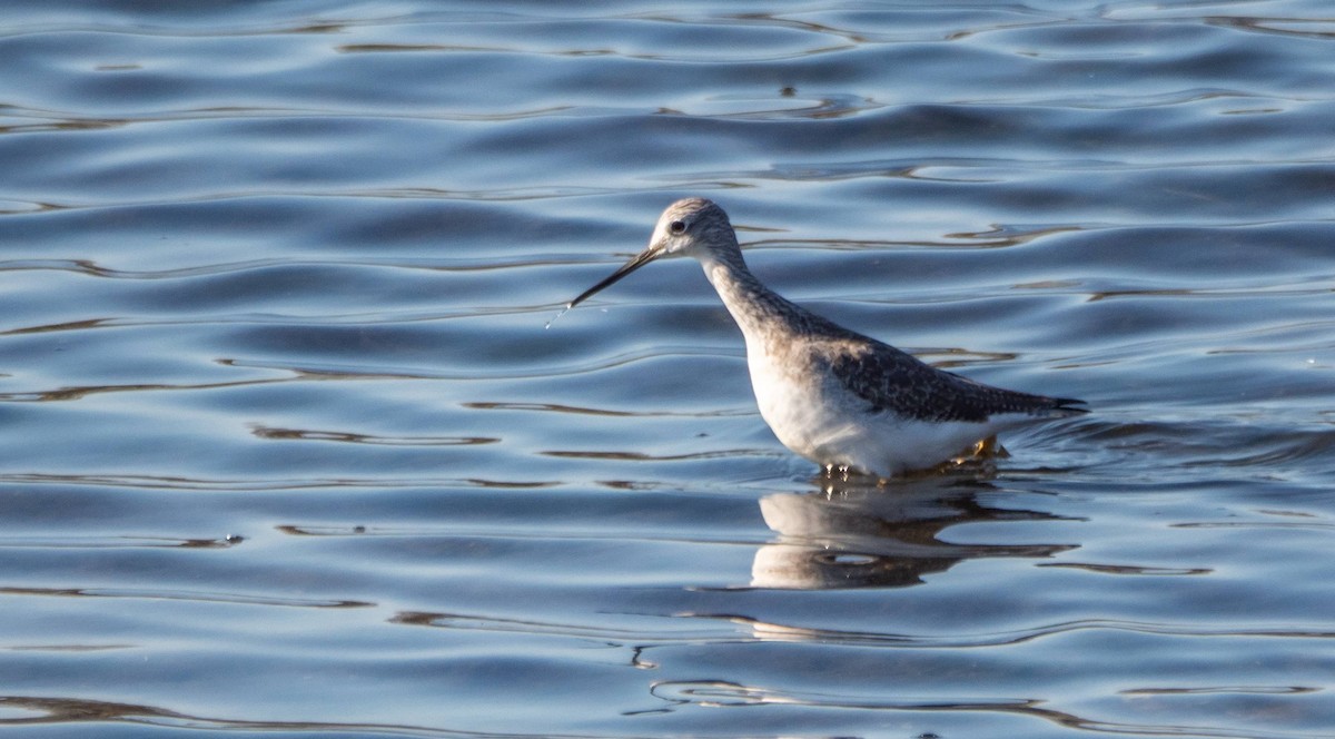 Greater Yellowlegs - Matt M.