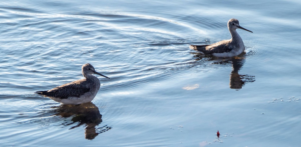 Greater Yellowlegs - ML509384541