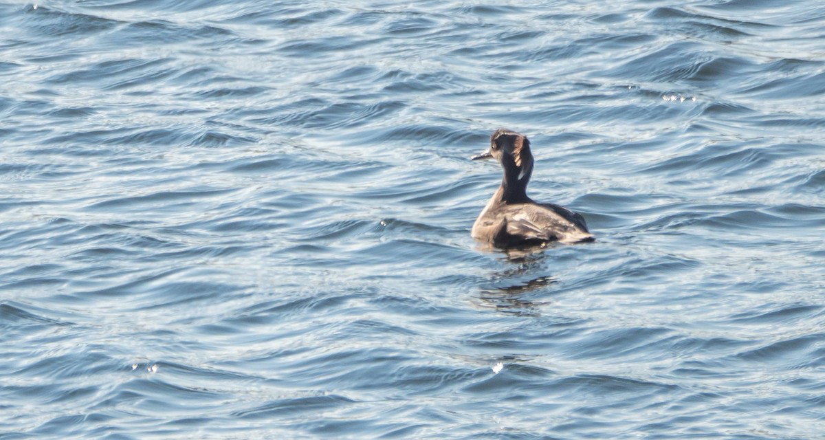 Hooded Merganser - ML509385071