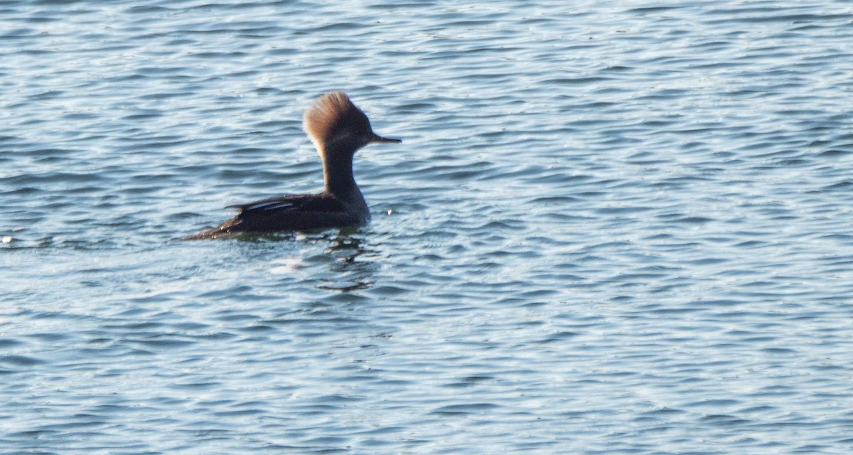 Hooded Merganser - ML509385081