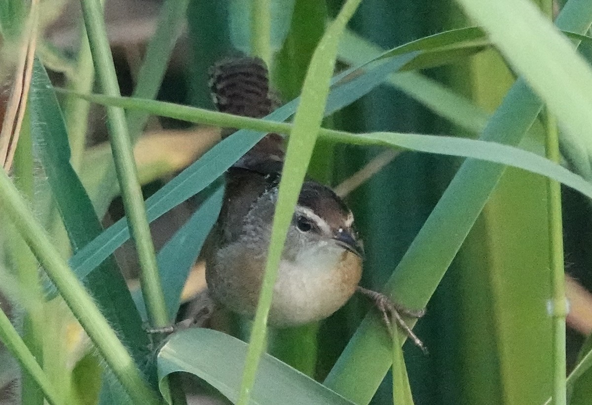 Marsh Wren - Chuck Hignite