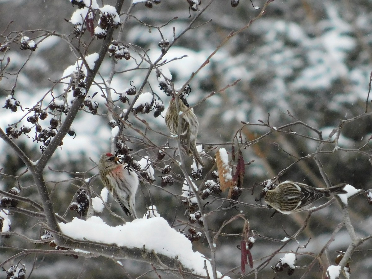 Common Redpoll - ML509385761