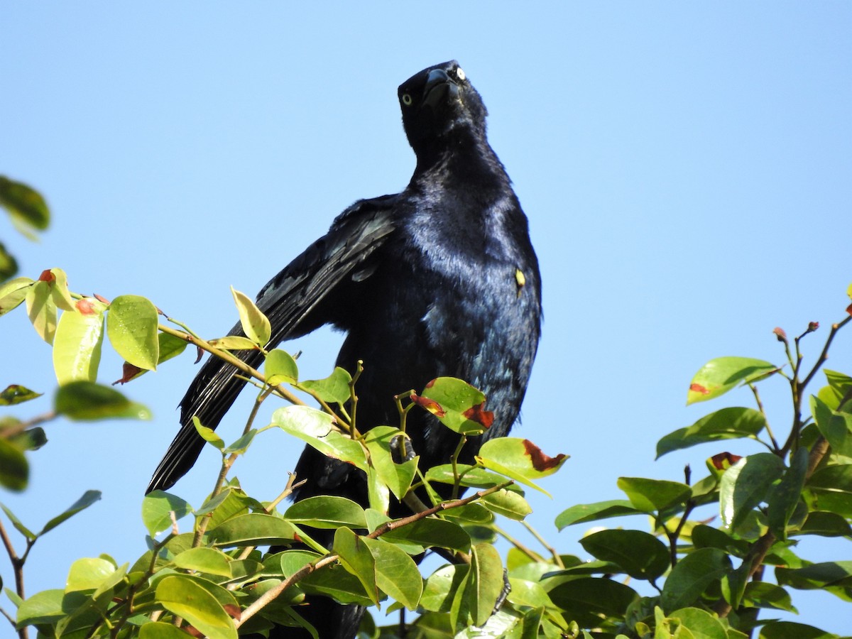 Melodious Blackbird - leanne grieves
