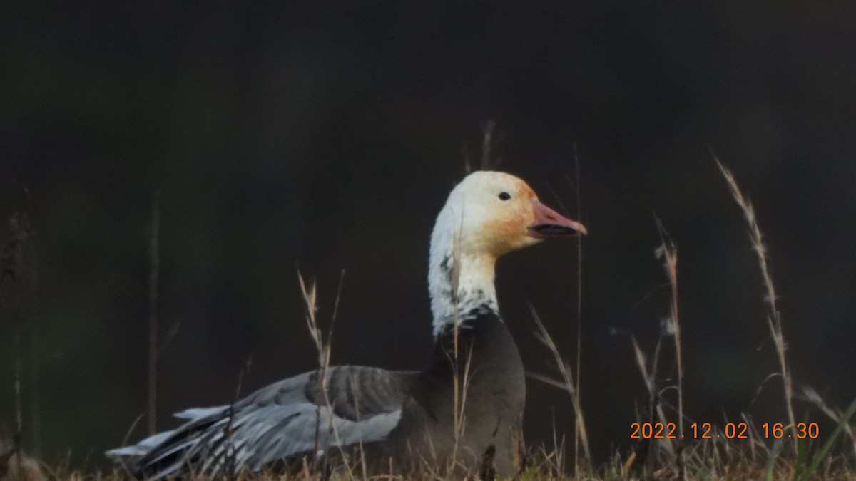 Snow Goose - ML509387431