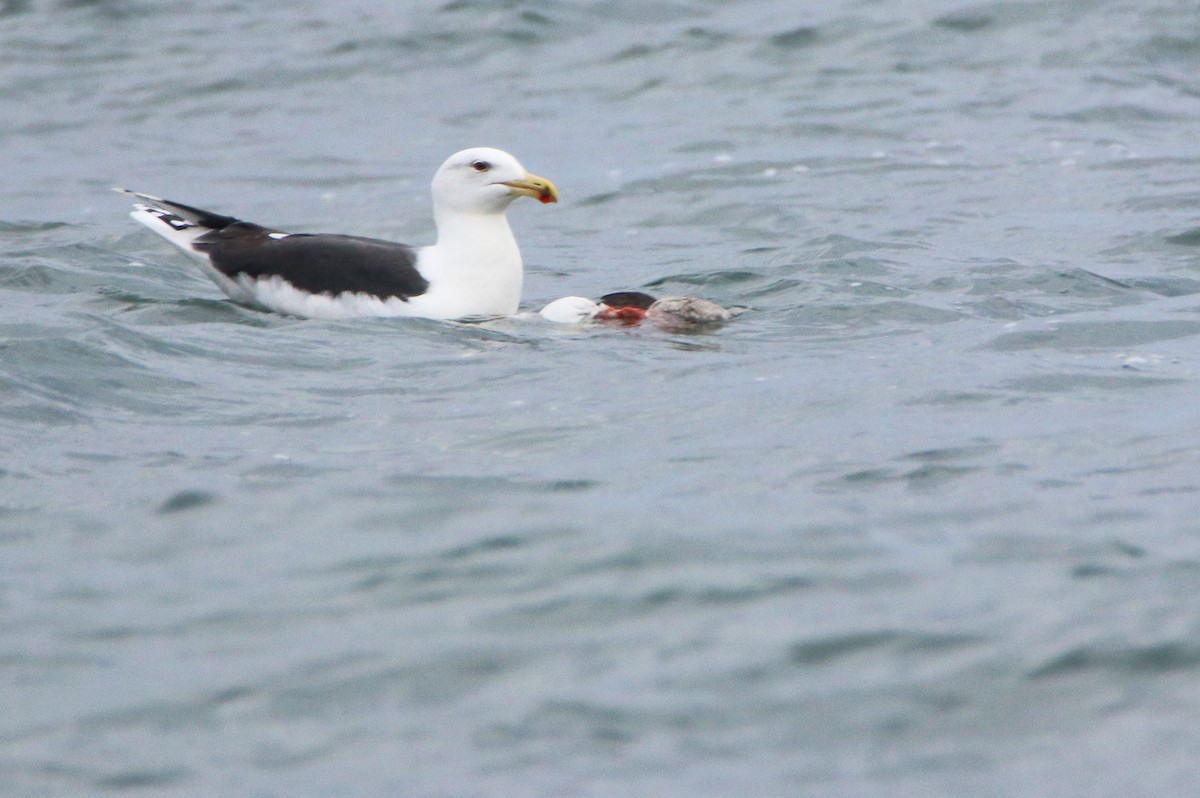Great Black-backed Gull - ML509387781
