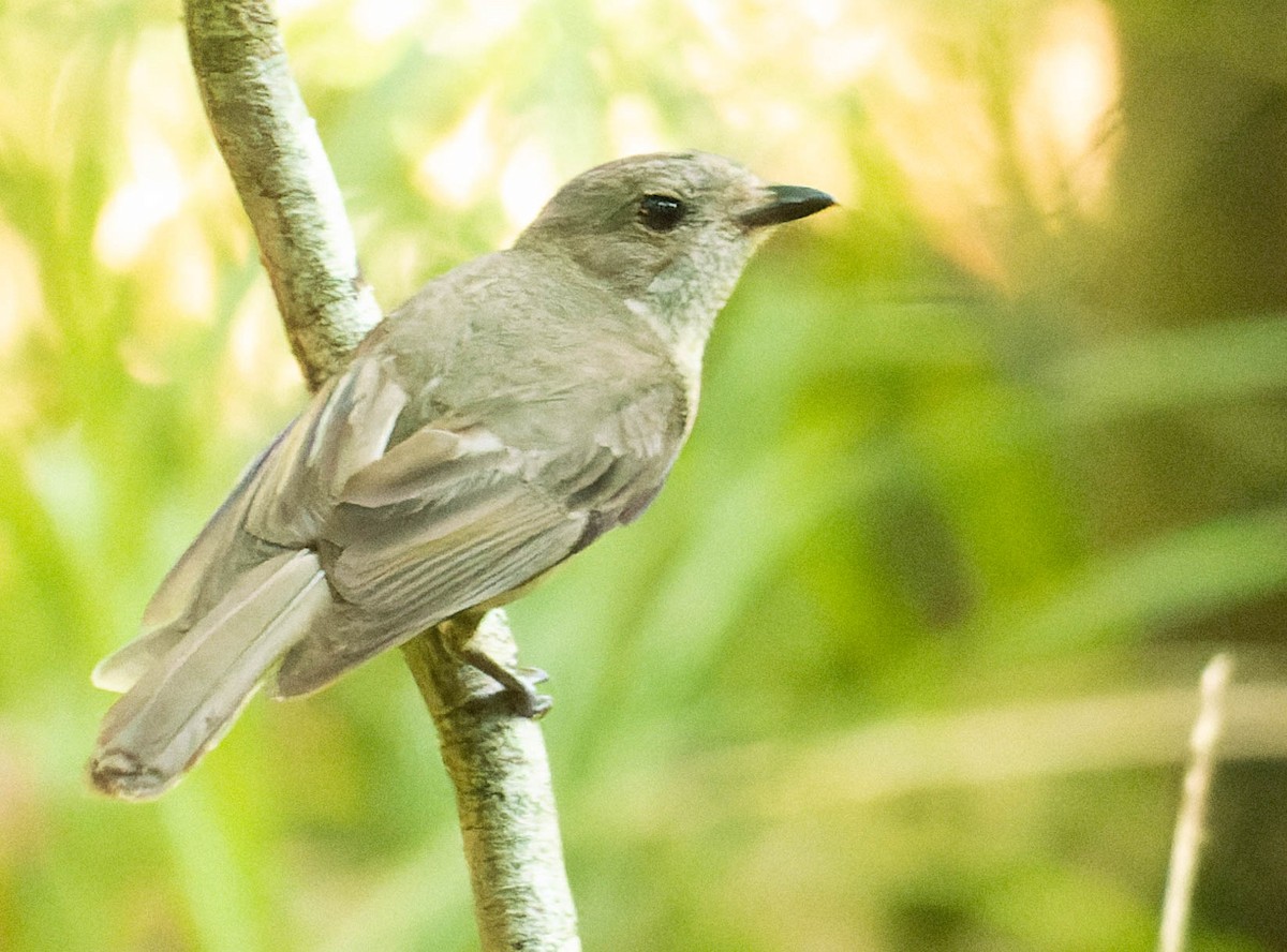 Golden Whistler - Zebedee Muller