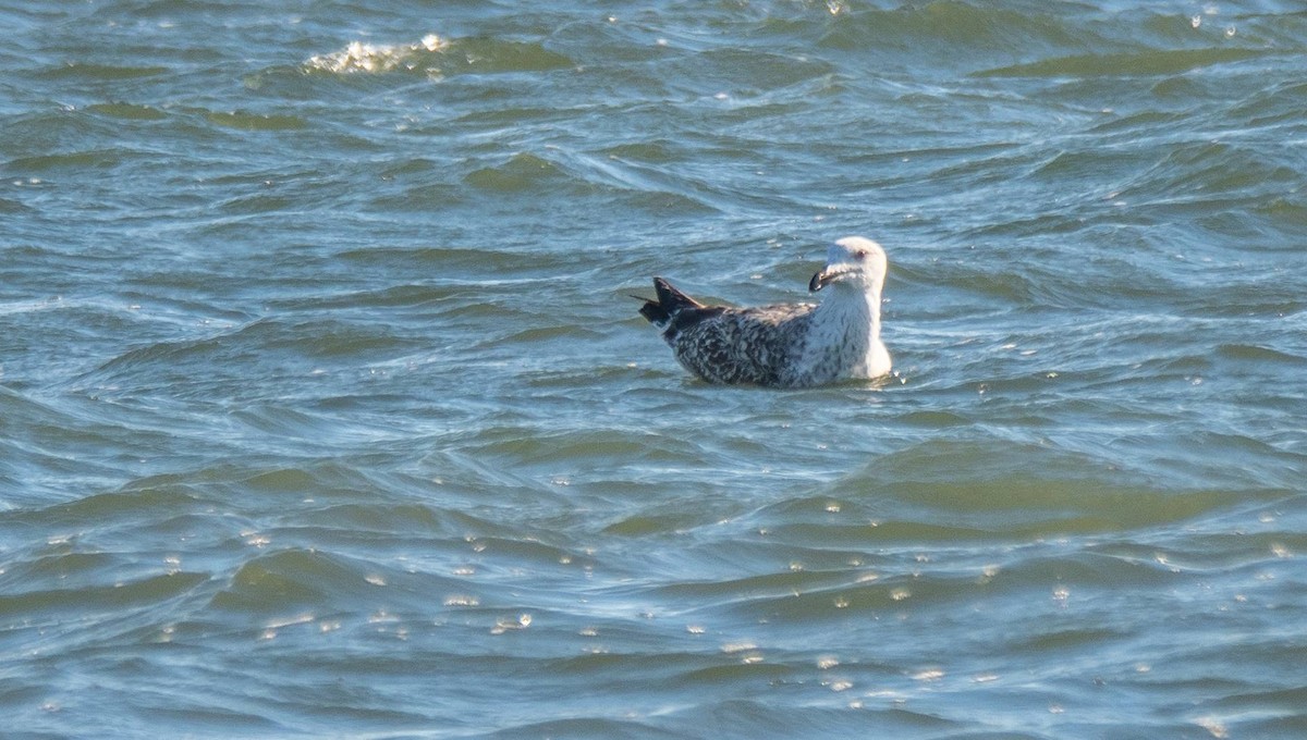 Great Black-backed Gull - Matt M.