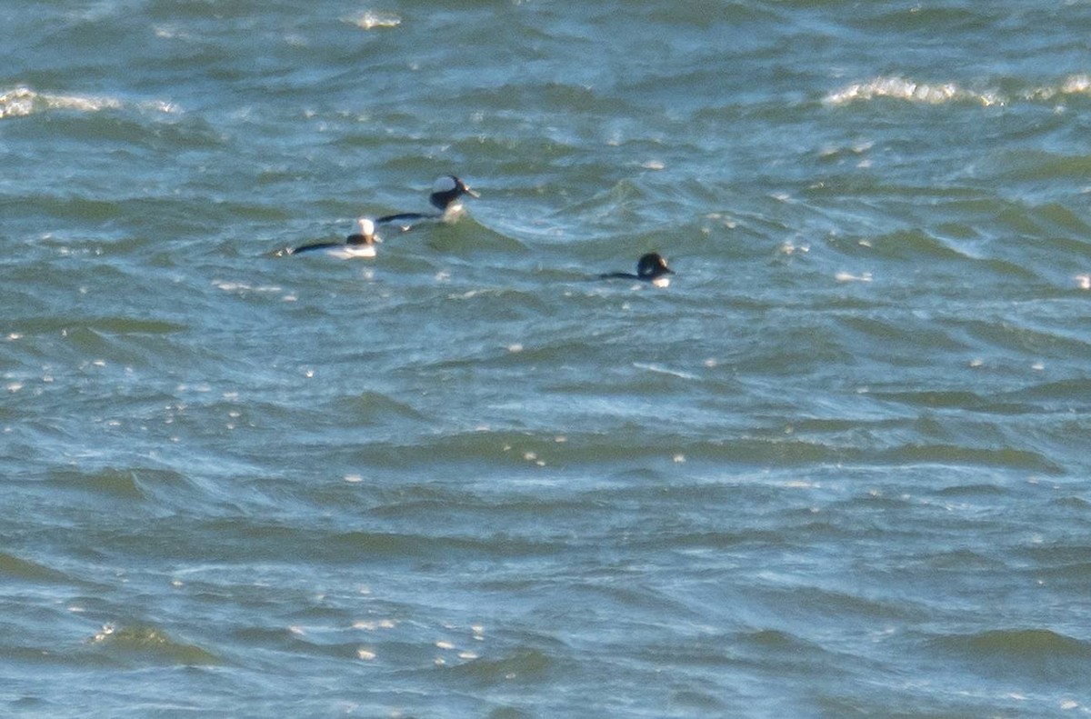 Bufflehead - ML509388461