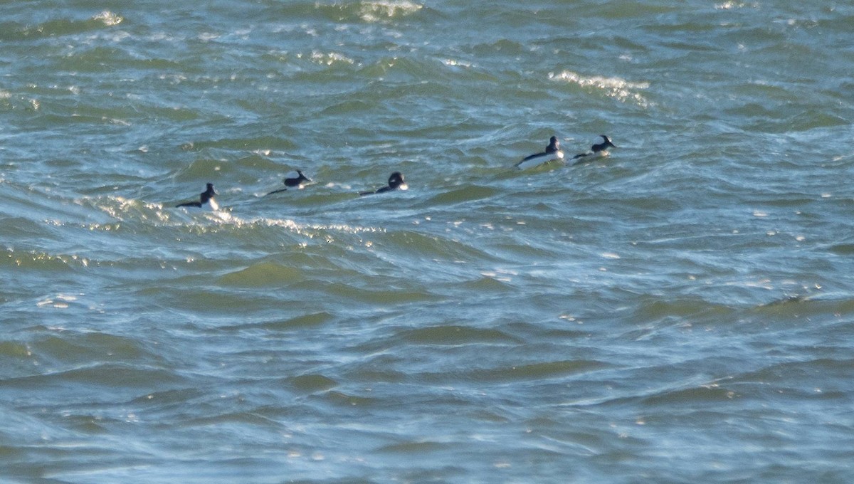 Bufflehead - ML509388471