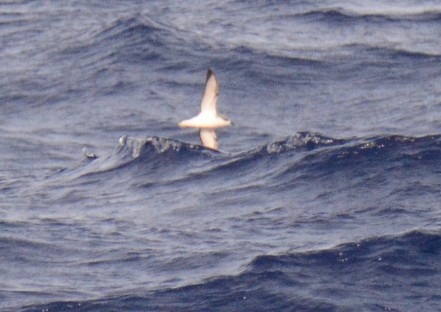 Cook's Petrel - Andy Bankert