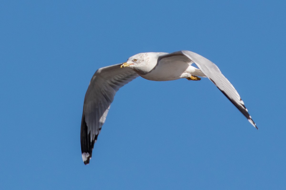 Ring-billed Gull - ML509389371