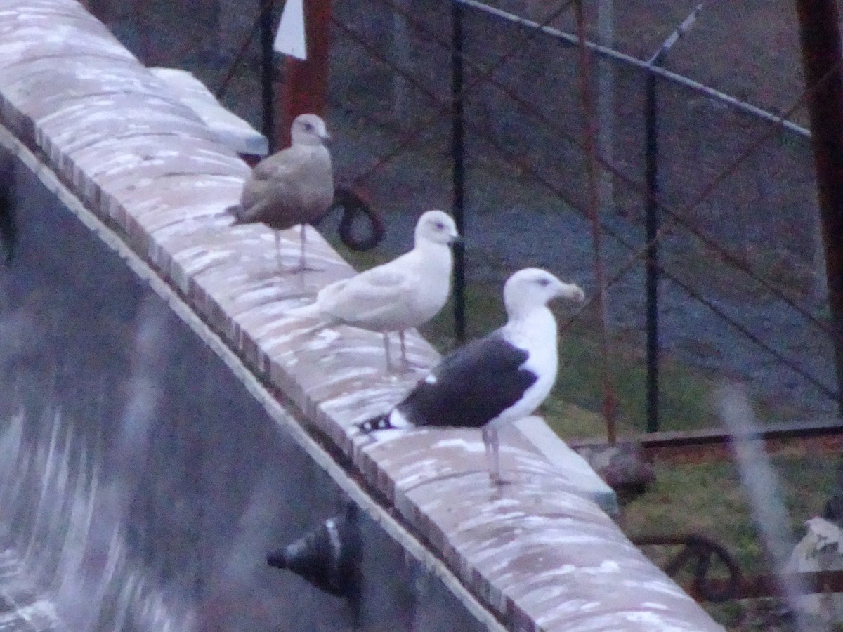 Gaviota Groenlandesa - ML509389781