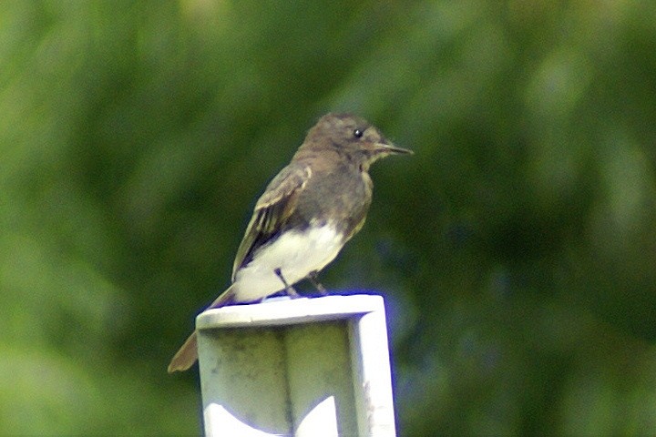 Black Phoebe - ML509392001