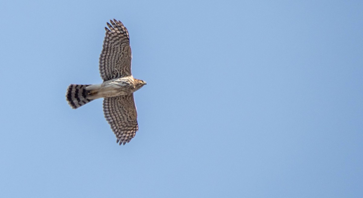 Cooper's Hawk - ML509392181