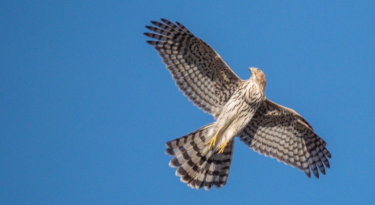 Cooper's Hawk - ML509392191