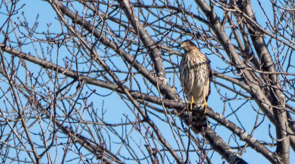 Cooper's Hawk - ML509392201