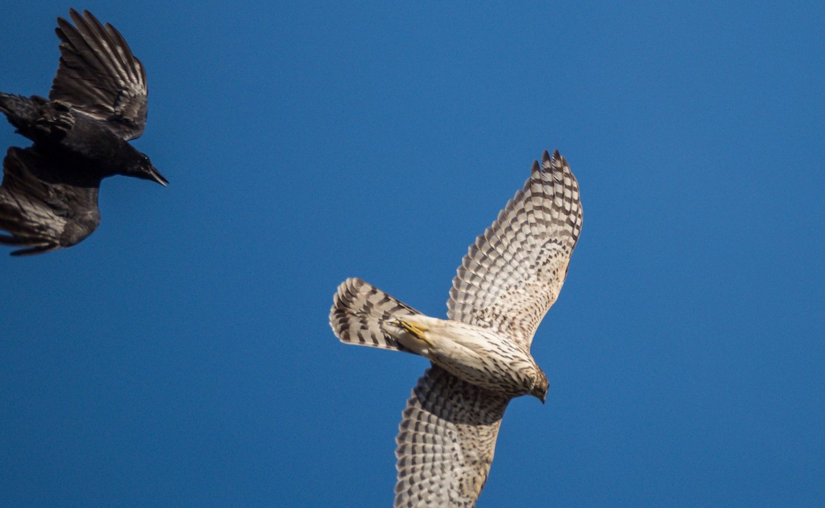 Cooper's Hawk - Matt M.